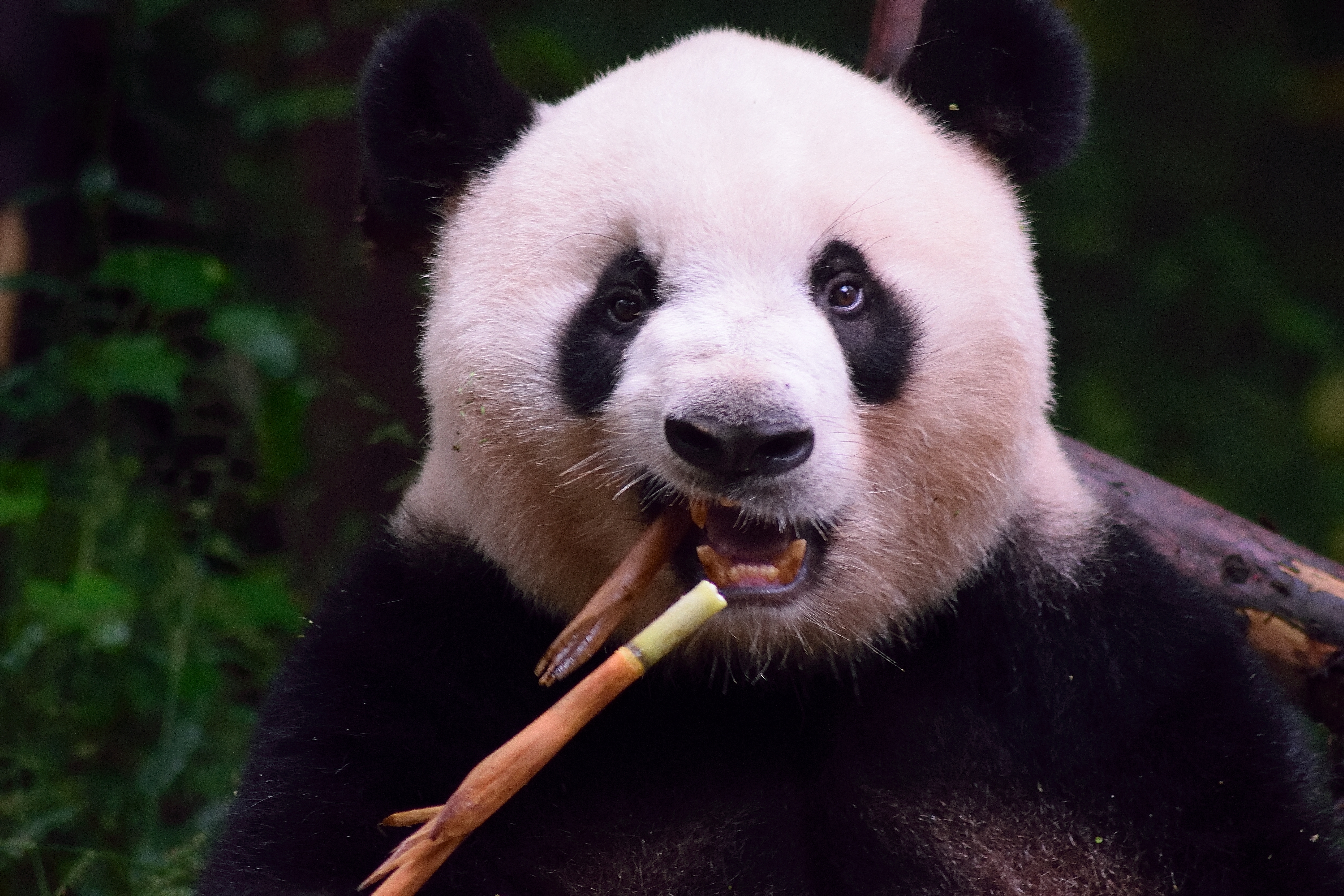 Chengdu